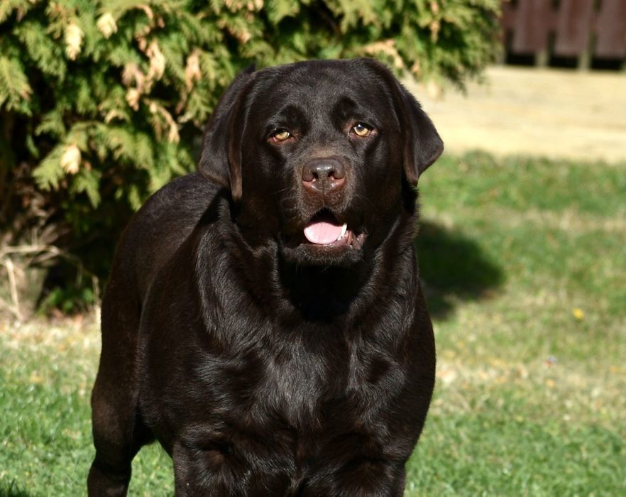 Labrador retriever