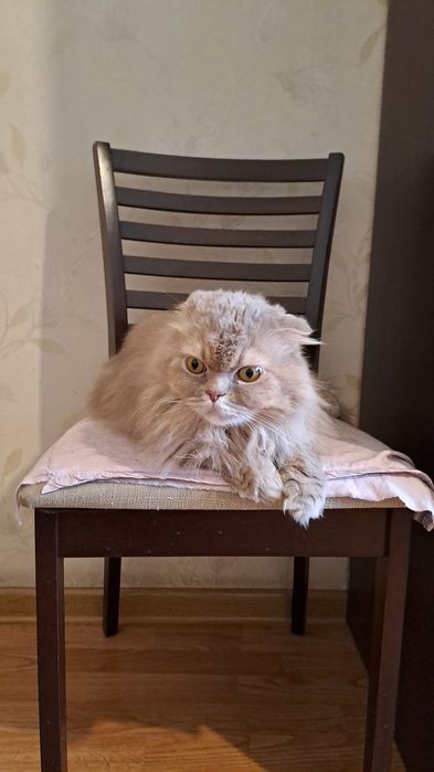 Отдам кота в добрые руки