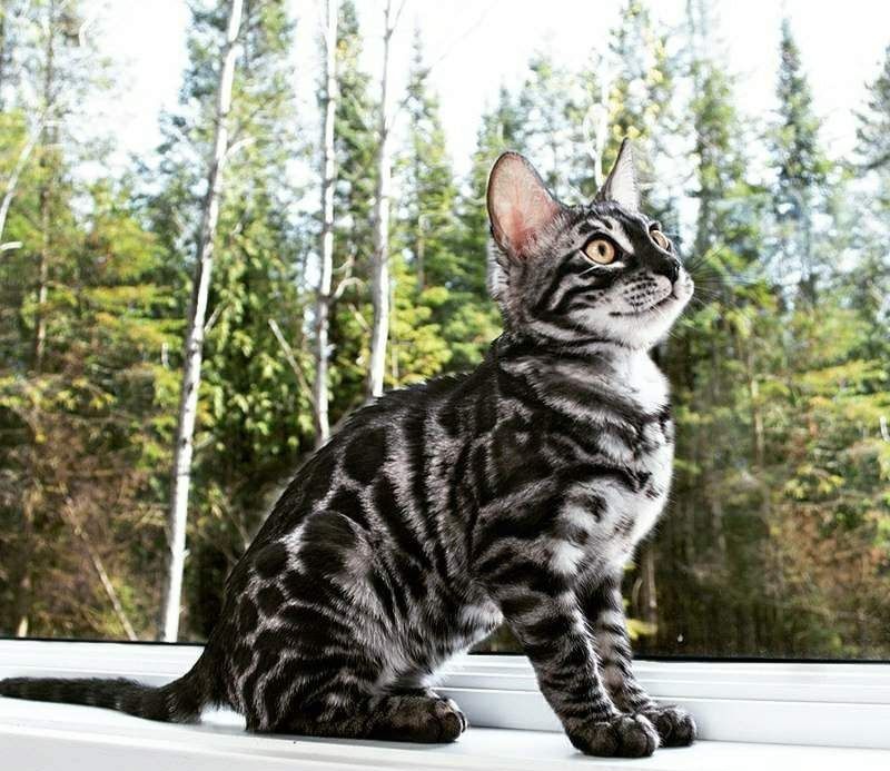 Серебро Бенгалы !!! Окрас- Барса