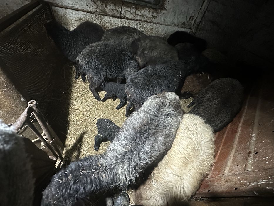 общий қой туған буаз сатылады