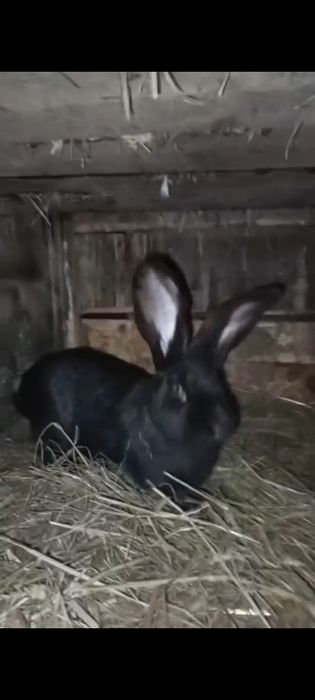 Vând iepuri de vânzare