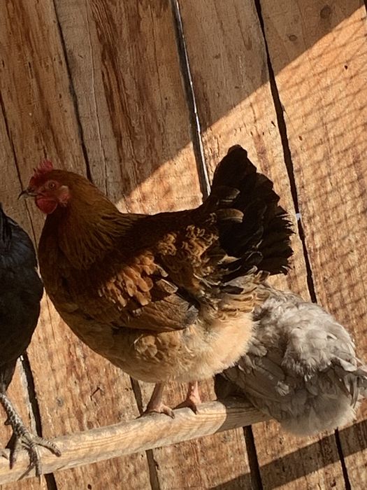 Продаются куры разных пород