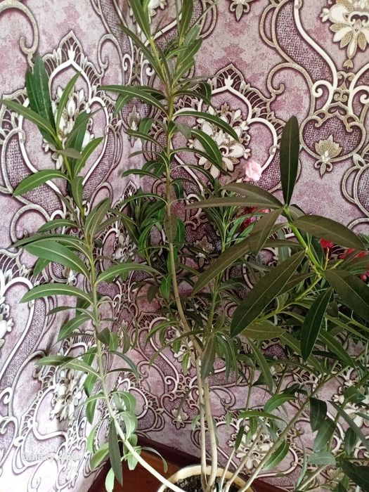 500 mingdan donasi