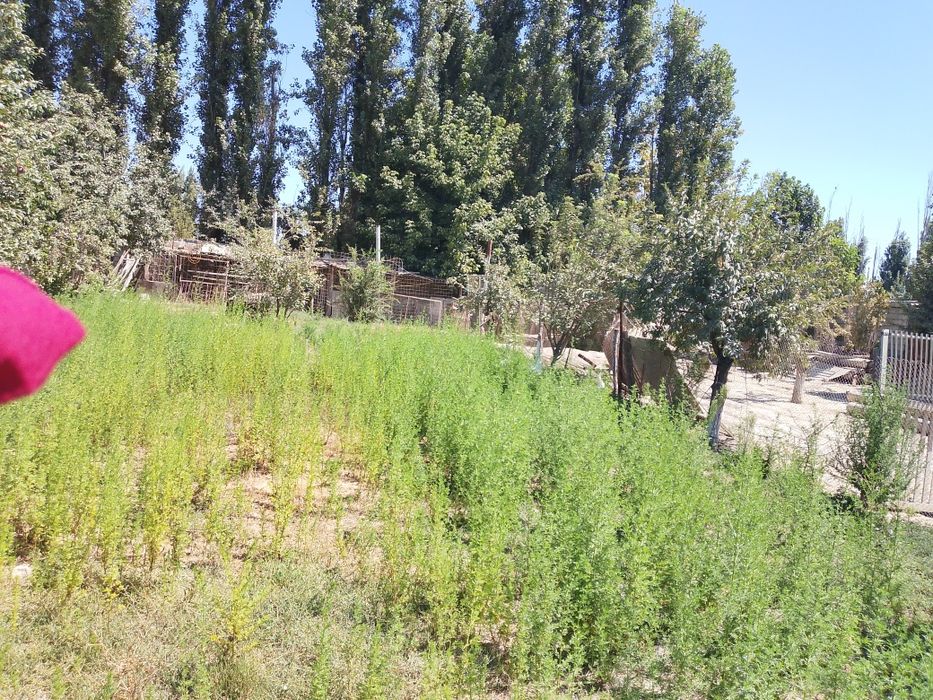 Yangiyoʻl tumanida srochna yer sotiladi