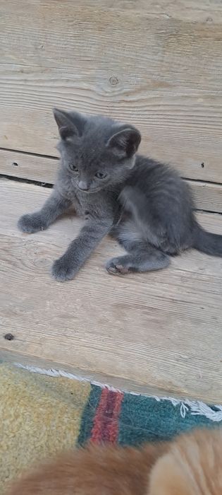 Котята отдам в добрые руки