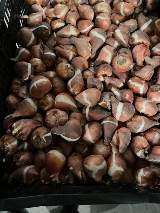 Лукавицы тюльпана