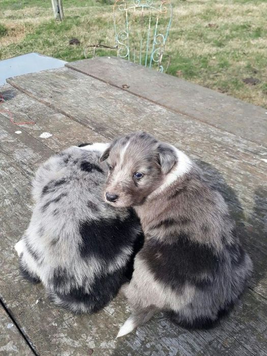 Puiut border collie merle