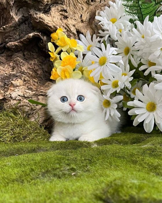 Scottish fold chinchilla