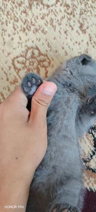 Scottish fold mushuk