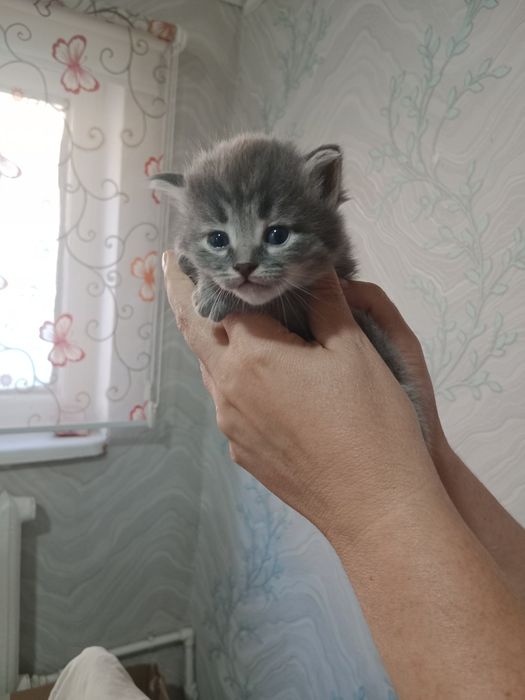 Отдам 3 котенка (девочки) в добрые руки