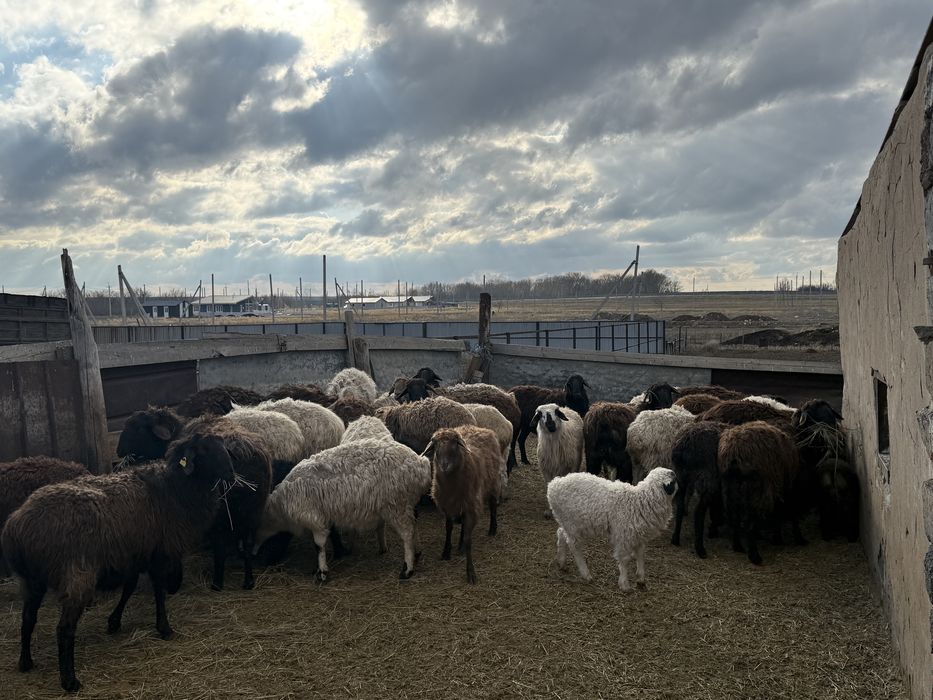 Продам баранов оптом