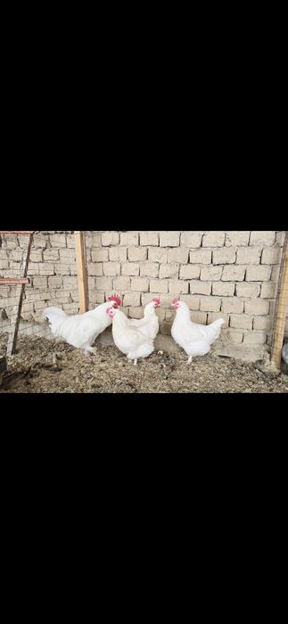 Маран белый сатылады