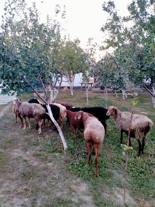 Семіз қойлар,қозылар сатылады