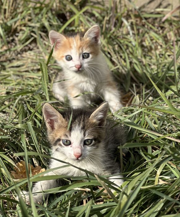 Отдам бесплатно котят