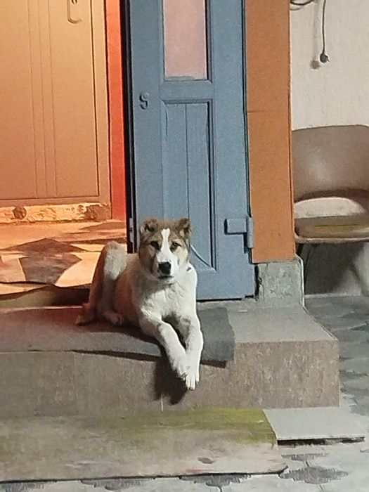 Продаю щенка Алабай 3 месяца