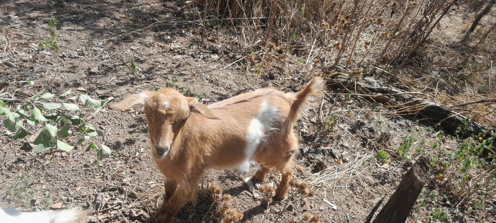 O ieduță năzdrăvană