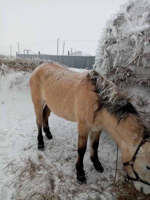 Бие сатылады буаз