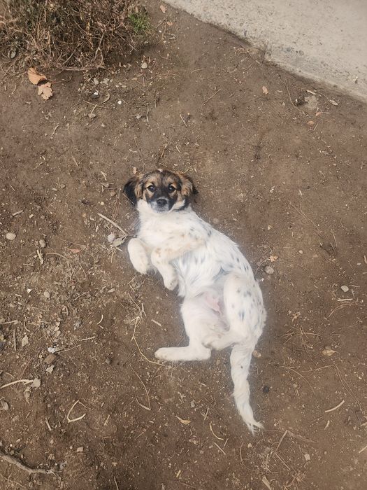 Отдам в добрые руки