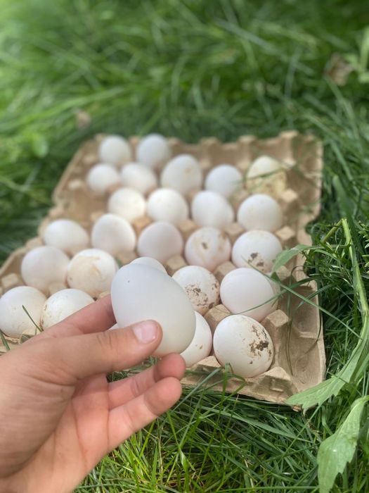 Куры оптом и в розницк