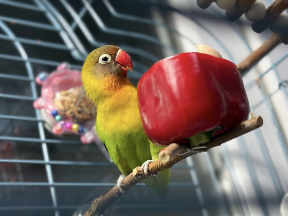 Продам попугая неразлучника