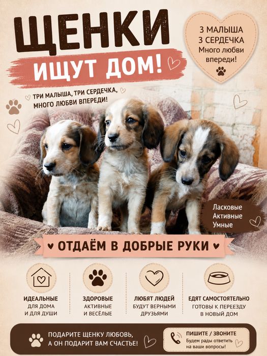 Щенки ищут себе дом!