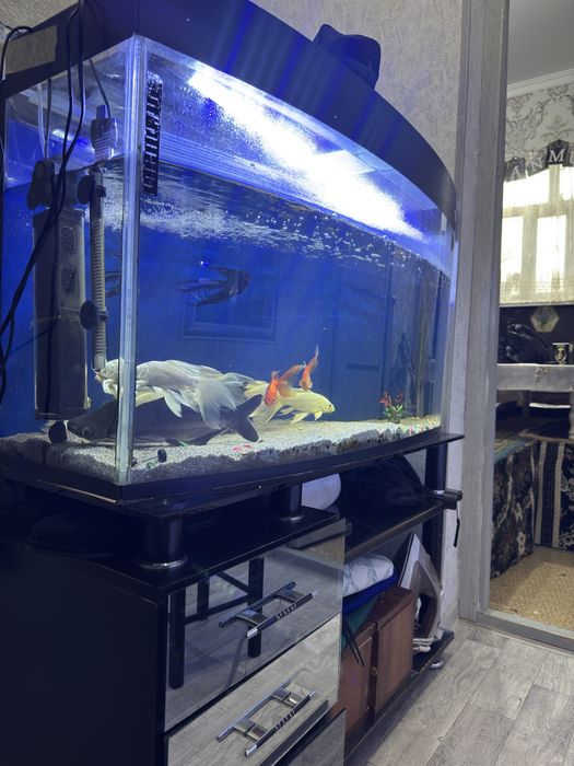 Akvarum saotiladi 150 ltr ichdi hama narsalari bla beraldi pastafka bl