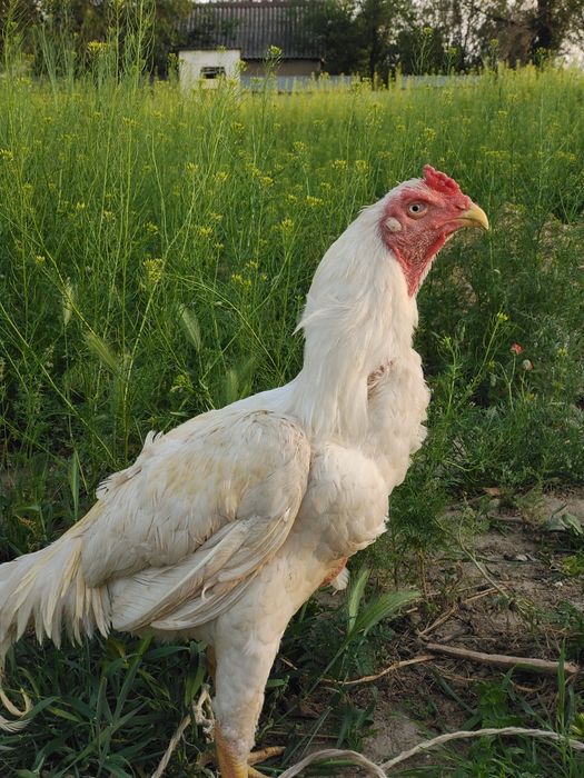 Дакан бойцовый туляк сатылады