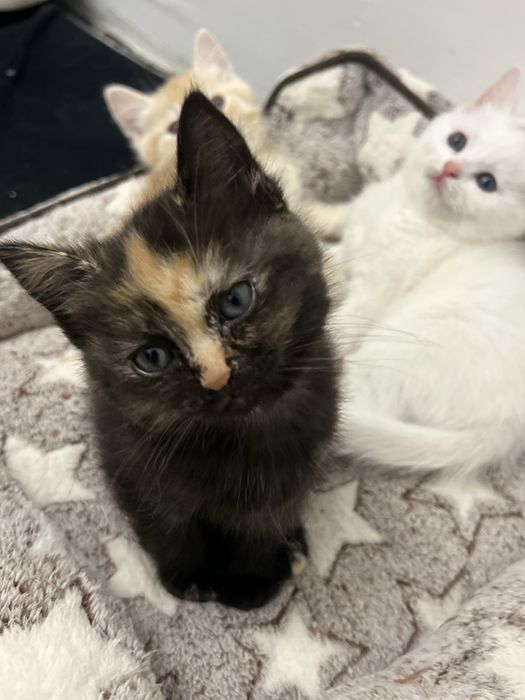 котята шиншилла 2 месяца