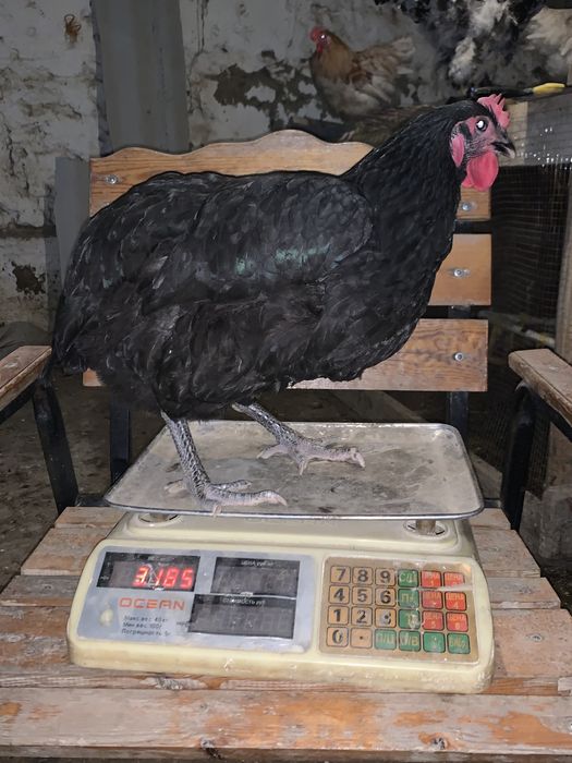 Jersiy zotidagi tovuq tuxumlari sotuvda