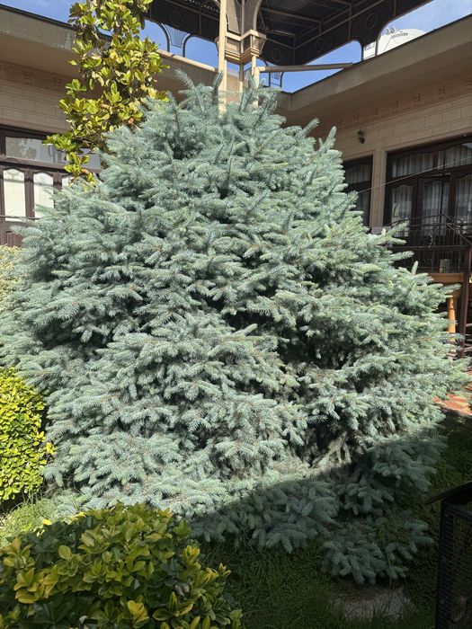 archa sotiladi ель голубая