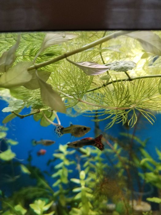 Гуппи (Poecilia reticulata)