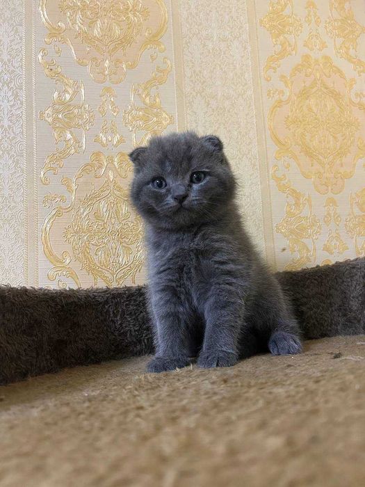 котят 3 , мушук болалари, 3 та жинси ўғил ва иккитаси қиз