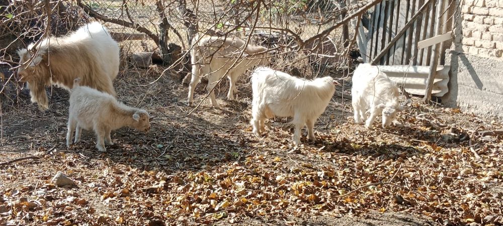 Zotdor Rossiyskiy echkilar sotiladi