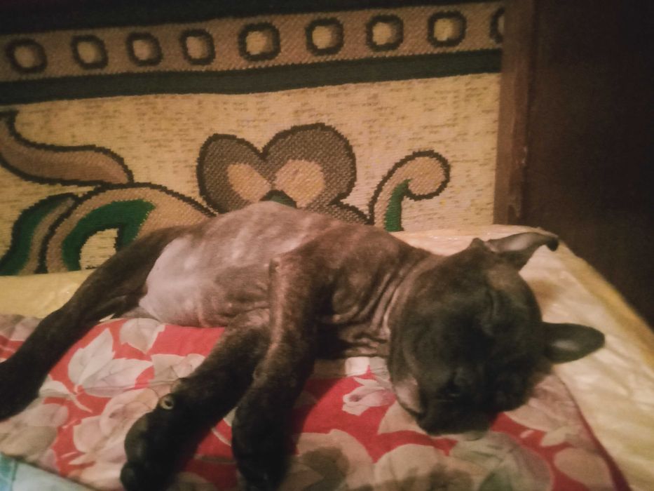 Собака питбуль девочка