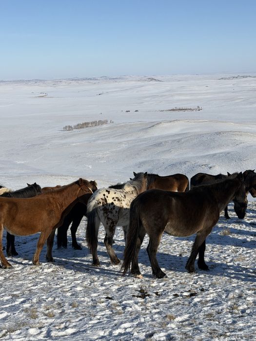 Айгыр кунан шубарр