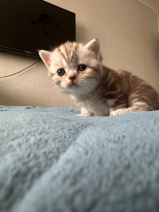 Продам британского котёнка