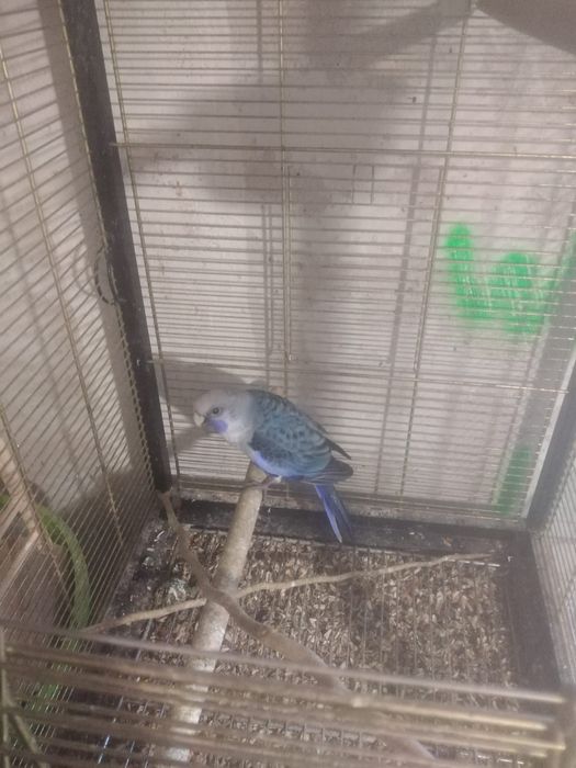 Vand Papagali Rozela