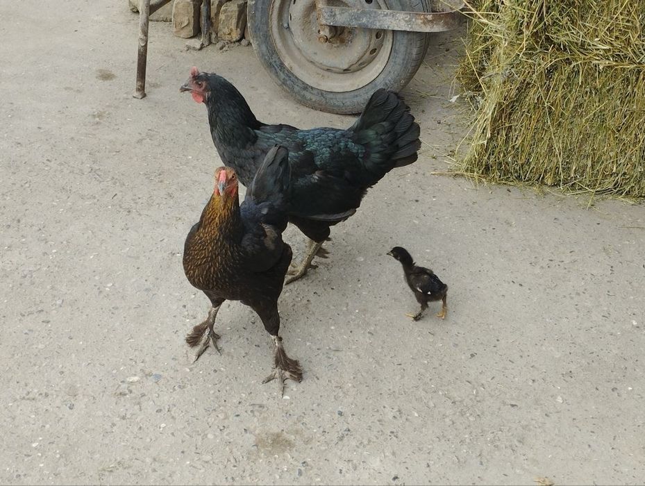 Qora tovuqlar sotiladi