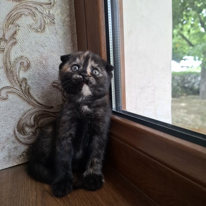 Shotlandskaya koshka