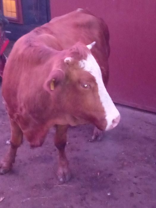 Vînd vacă gestantă