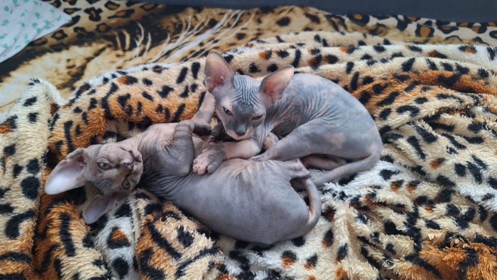 Канадский Сфинкс, девочка