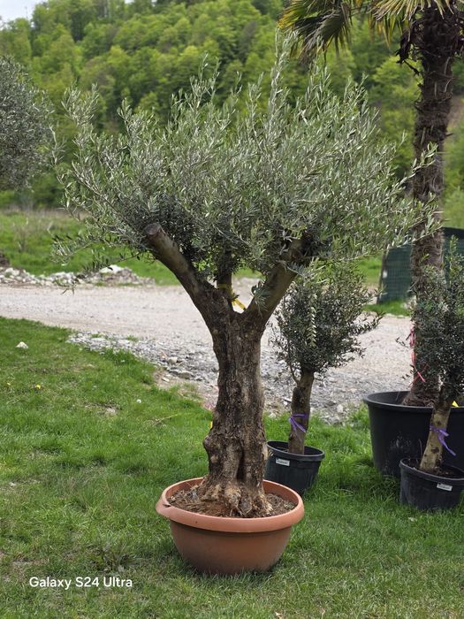 Măslini la cele mai bune prețuri