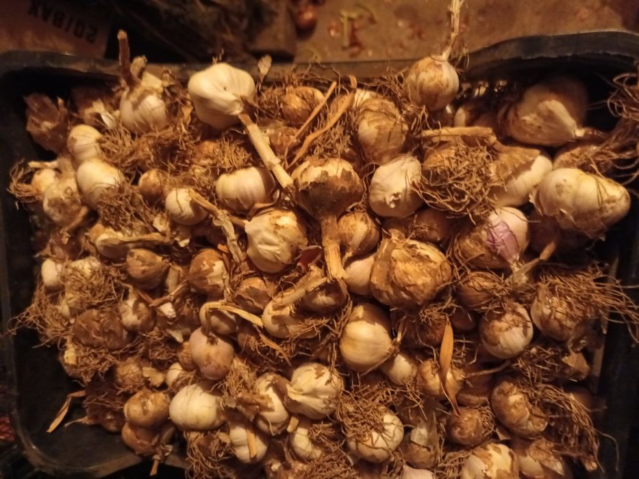 Vand ceapa si usturoi romanesc de primavara