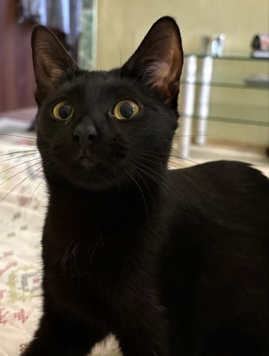 Девочка 6 месяев