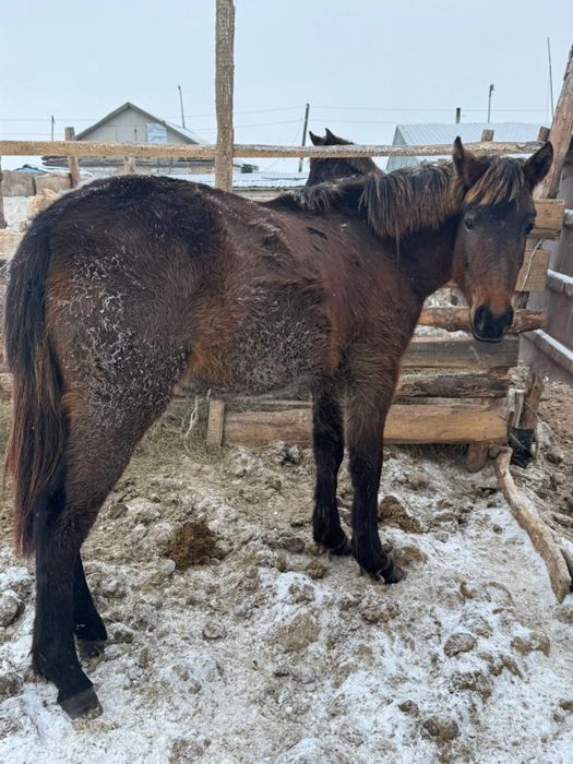 Продам кобылу 1,8 возраст