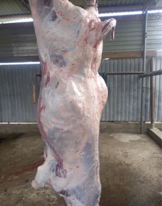 мясо согым говядина .конина