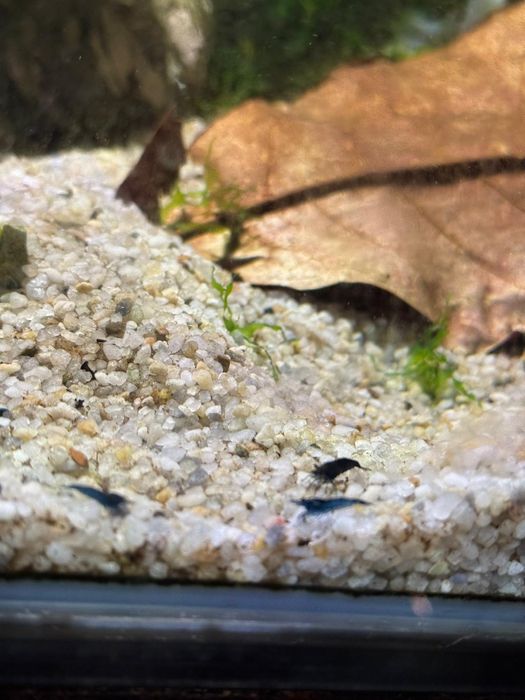 Creveti blue dream neocaridina acvariu