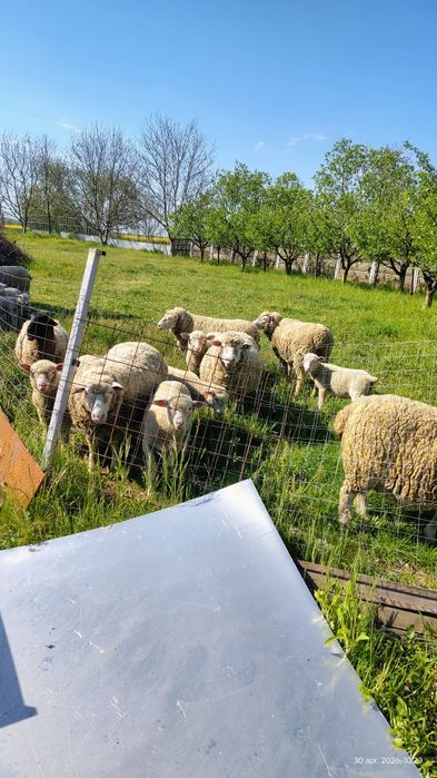Vând oi Ile de France