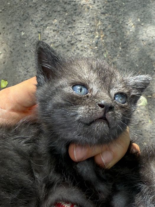 Пепельно дымчатый котенок спасен
