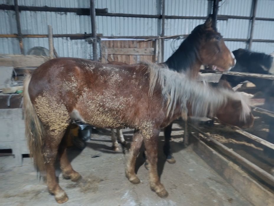 Кунан сатылады.щучинск